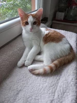 verspielte und verschmuste junge Katze Molly sucht ein schönes Zuhause mit Artgenossen Bild 2