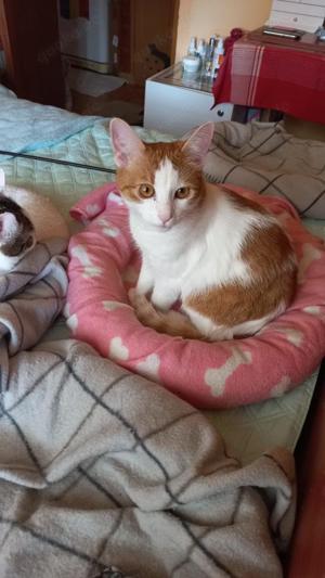 verspielte und verschmuste junge Katze Molly sucht ein schönes Zuhause mit Artgenossen Bild 6