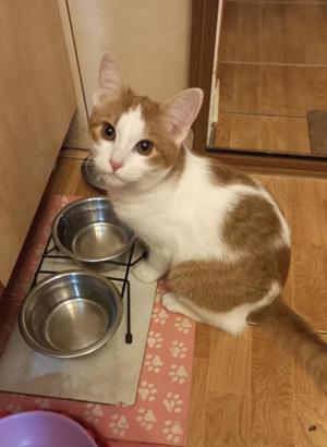 verspielte und verschmuste junge Katze Molly sucht ein schönes Zuhause mit Artgenossen Bild 3