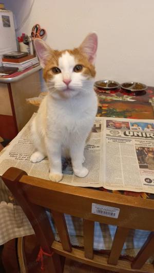 verspielte und verschmuste junge Katze Molly sucht ein schönes Zuhause mit Artgenossen Bild 4