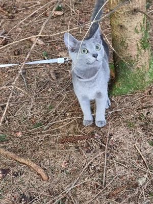 Rusisch blue Kätzin