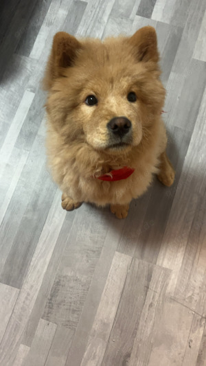 Chow chow weibchen sucht deckrüde