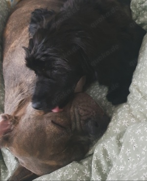 Französische Bulldogge Mix und Crested Powderpuff 