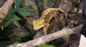 Gecko + Terrarium und Zubehör 