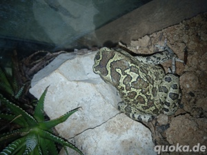 Berberkröte  Sclerophrys mauritanica