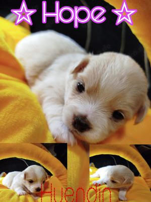 Malteser Chihuahua Mix Welpen 