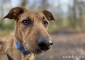 Kalle sucht ein Zuhause 