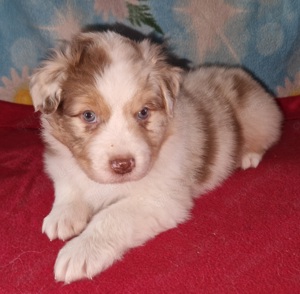 Australian Shepherd vom Skuddenhof