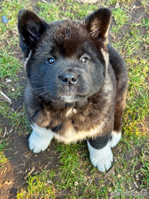Amerikanische Akita Welpen 