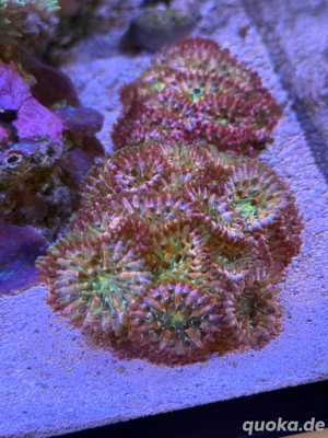Korallen Meerwasser Ableger Fungia Rainbow