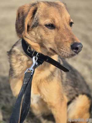 Süße Dolly (1 Jahr 37 cm 10 kg)sucht liebevolle Familie  Bild 4