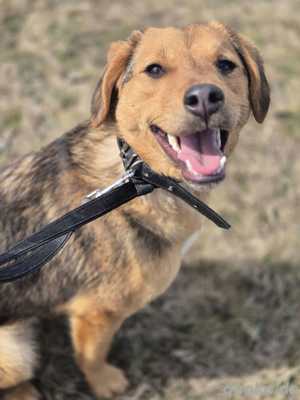Süße Dolly (1 Jahr 37 cm 10 kg)sucht liebevolle Familie 