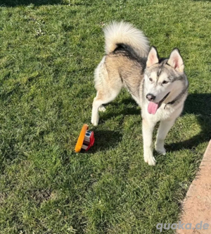 husky