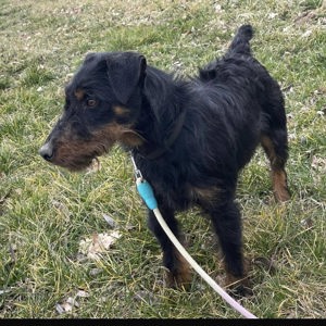 Marko, charmantes Energiebündel Bild 6