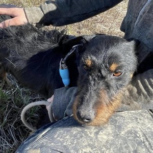 Marko, charmantes Energiebündel Bild 5