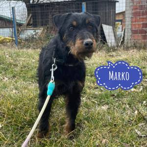 Marko, charmantes Energiebündel