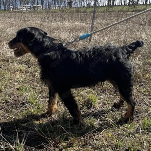 Marko, charmantes Energiebündel Bild 2