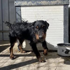 Marko, charmantes Energiebündel Bild 4