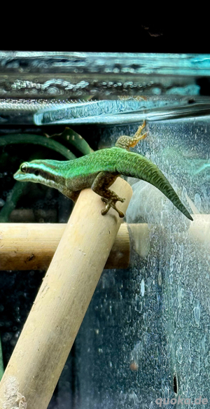 0,1 Phelsuma inexpectata