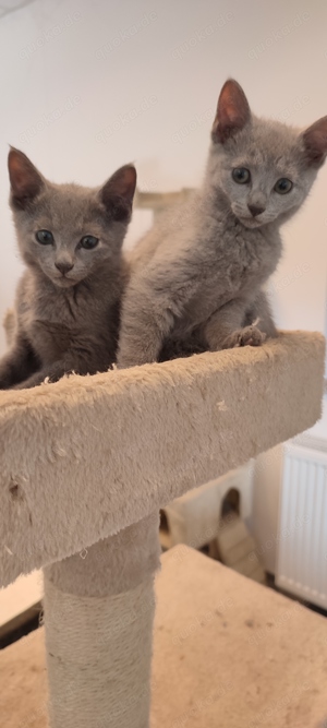 Russisch blau Kitten reinrassig 28.12.2024