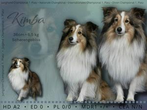 Sheltie Deckrüde