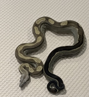 0,1 Motley Anery pos Jungle Boa constrictor Bild 1
