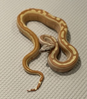 1,0 Hypo Labyrinth 100% Het VPI Blood Pos Jungle Boa constrictor Bild 1