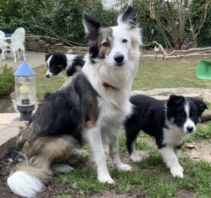 Border Collie Welpen