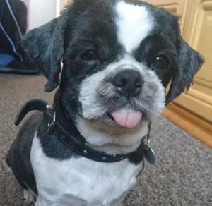 Shih Tsu Dame 13 Jahre abzugeben