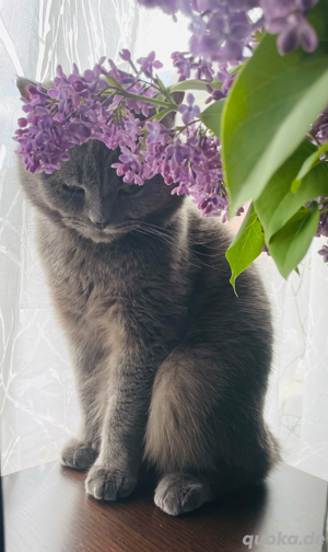 Exklusiver BKH Deckkater Simon   Ihre Katze verdient nur das Beste! Bild 9