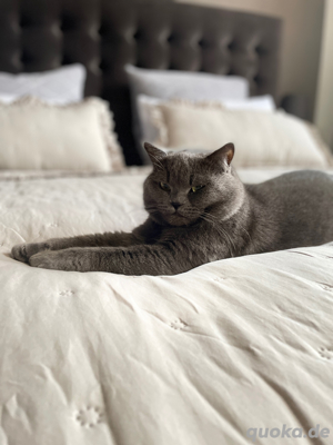 Exklusiver BKH Deckkater Simon   Ihre Katze verdient nur das Beste! Bild 8