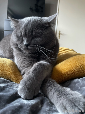 Exklusiver BKH Deckkater Simon   Ihre Katze verdient nur das Beste! Bild 6