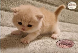 BKH & BLH Katzenbabys für liebevolle Hände sind am 17.02.2025 geboren..