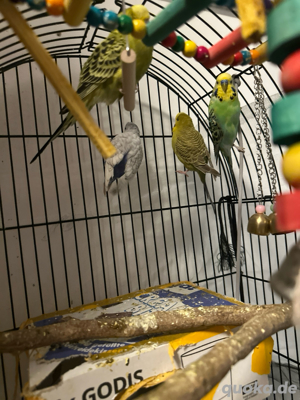 vogeln 