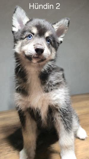 Wunderschöne Pomsky Welpen