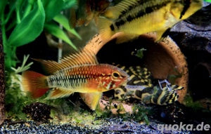 Apistogramma mcmasteri