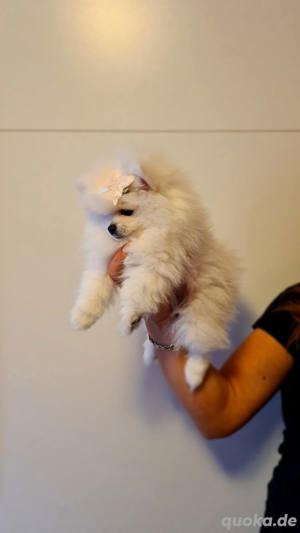 Pomeranian teddy boo