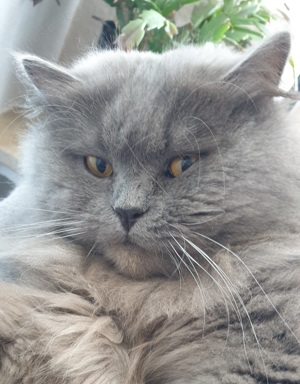 Deckekater erfahrene Katze!