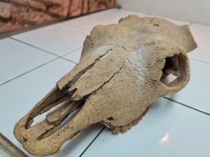 Diverses Zubehör, gereinigt und sehr gut erhalten für u.a. Geckos, Wetbox, Höhlen, Futterschale