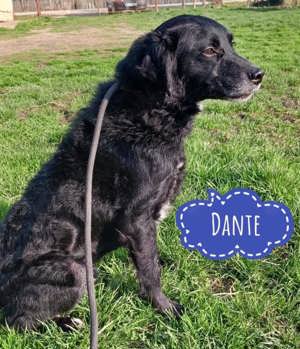 Dante, zauberhafter und lieber Labrador Mix