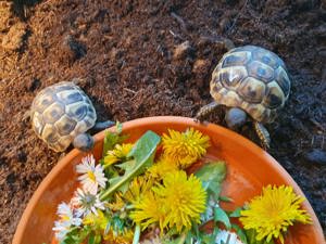 Griechische Landschildkröten