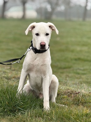 8 Monate alter Doggen Mix 