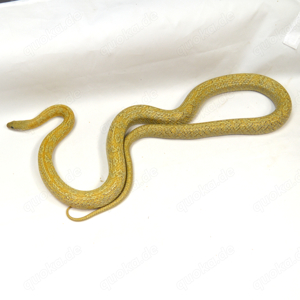 Kornnattern Pantherophis guttatus von DRAGONZOO.de