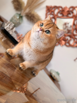 Deckkater BKH KING black golden shaded (ny 11)mit Stammbaum