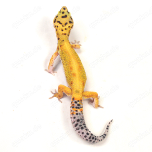 Leopardgeckos Eublepharis macularius von DRAGONZOO.de
