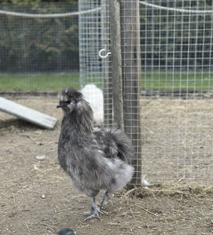 Seidenhuhn Hahn   Seidenhahn   Grünleger-Vererbung