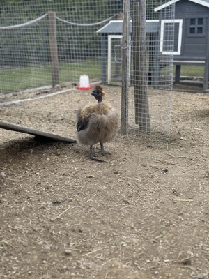 Seidenhuhn Hahn Showgirl Seidenhahn