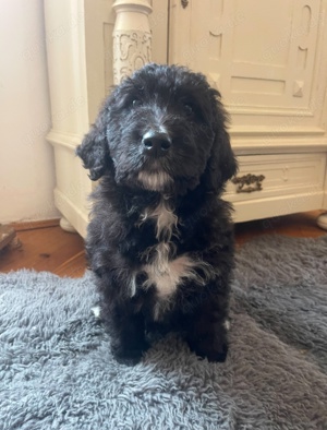 Seltene Borderdoodle Welpen   Borderpoos