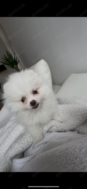 Mini Pomeranian Zwergspitz