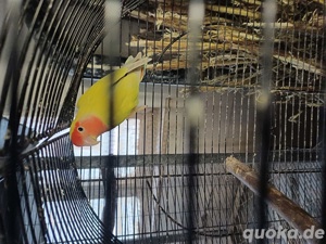 schöne junge Pfirschichköpfchen